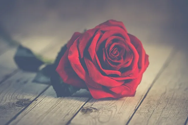 red rose on brown wooden surface 776647